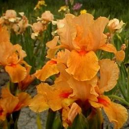 Ирис германский Априкот Силк (Iris germanica 'Apricot Silk')