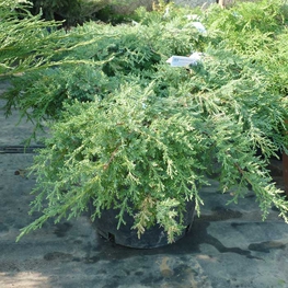 Можжевельник средний Пфитцериана Компакта (Juniperus x pfitzeriana 'Pfitzeriana Compacta')