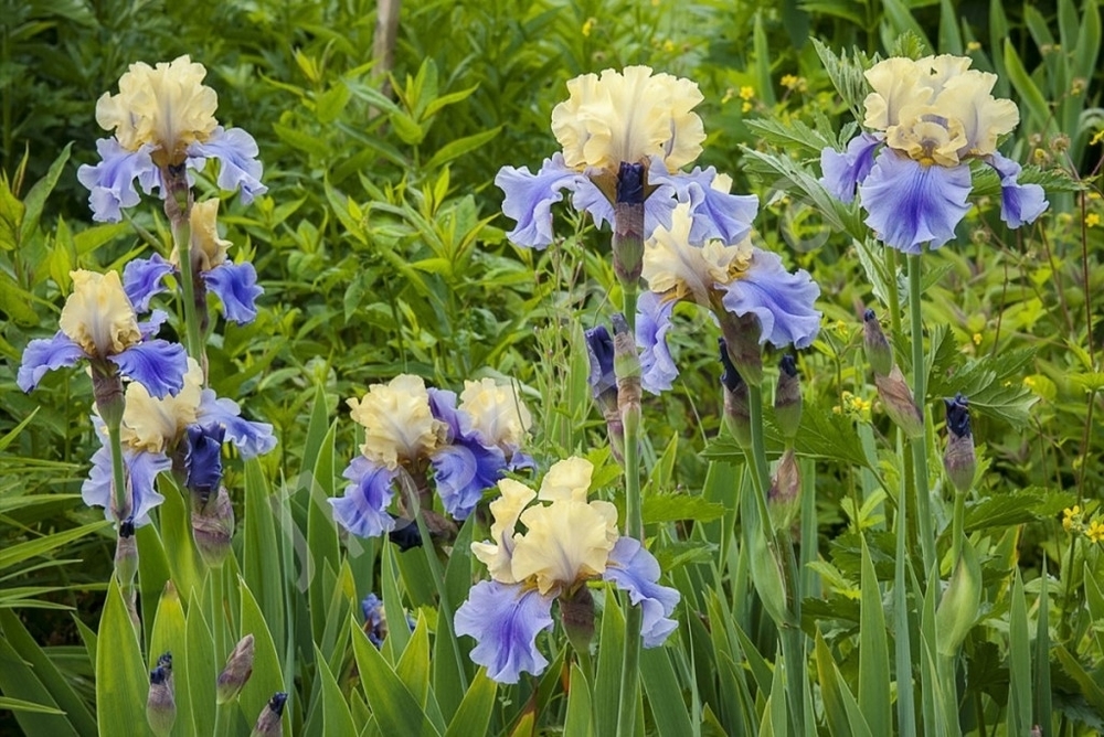 Ирис германский Эдит Волфорд (Iris germanica 'Edith Wolford')