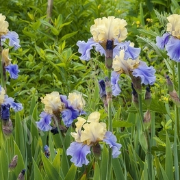 Ирис германский Эдит Волфорд (Iris germanica 'Edith Wolford')