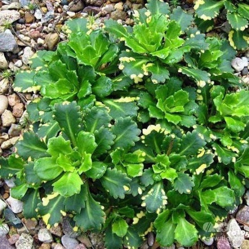 Камнеломка теневая Вариегата (Saxifraga umbrosa 'Variegata')