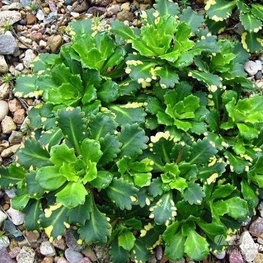 Камнеломка теневая Вариегата (Saxifraga umbrosa 'Variegata')