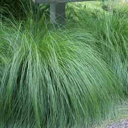 Каплесеменник раскидистый (Sporobolus heterolepis)