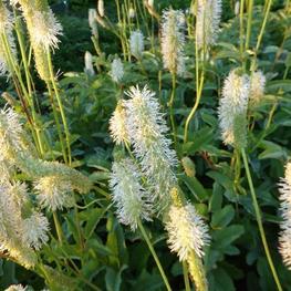Кровохлебка тупая Альба (Sanguisorba obtusa 'Alba')