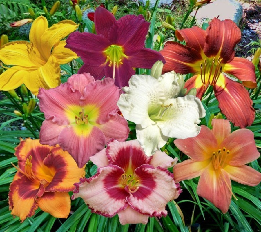 Лилейник гибридный Микс (Hemerocallis 'Mix')