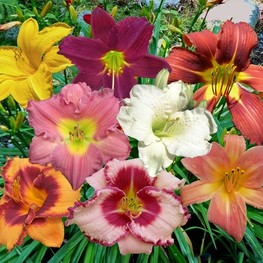 Лилейник гибридный Микс (Hemerocallis 'Mix')