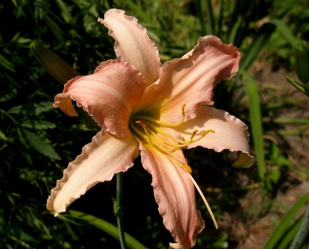Лилейник гибридный Лакшери Лейс (Hemerocallis 'Luxury Lace')