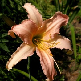 Лилейник гибридный Лакшери Лейс (Hemerocallis 'Luxury Lace')