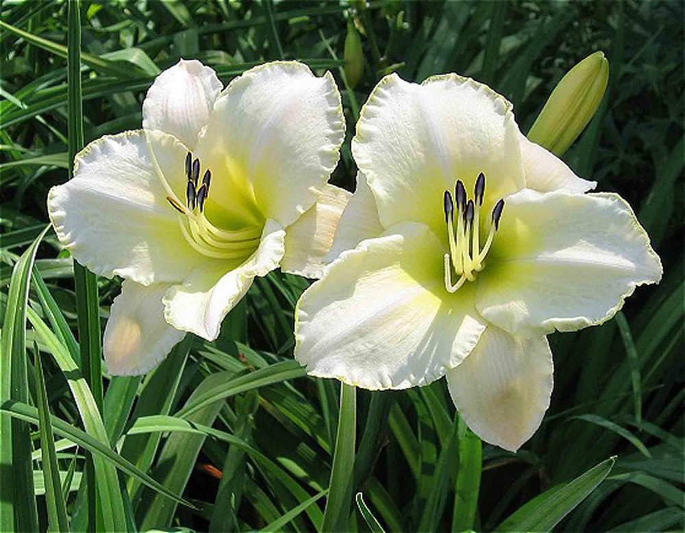 Лилейник гибридный Арктик Сноу (Hemerocallis 'Arctic Snow')