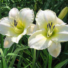 Лилейник гибридный Арктик Сноу (Hemerocallis 'Arctic Snow')