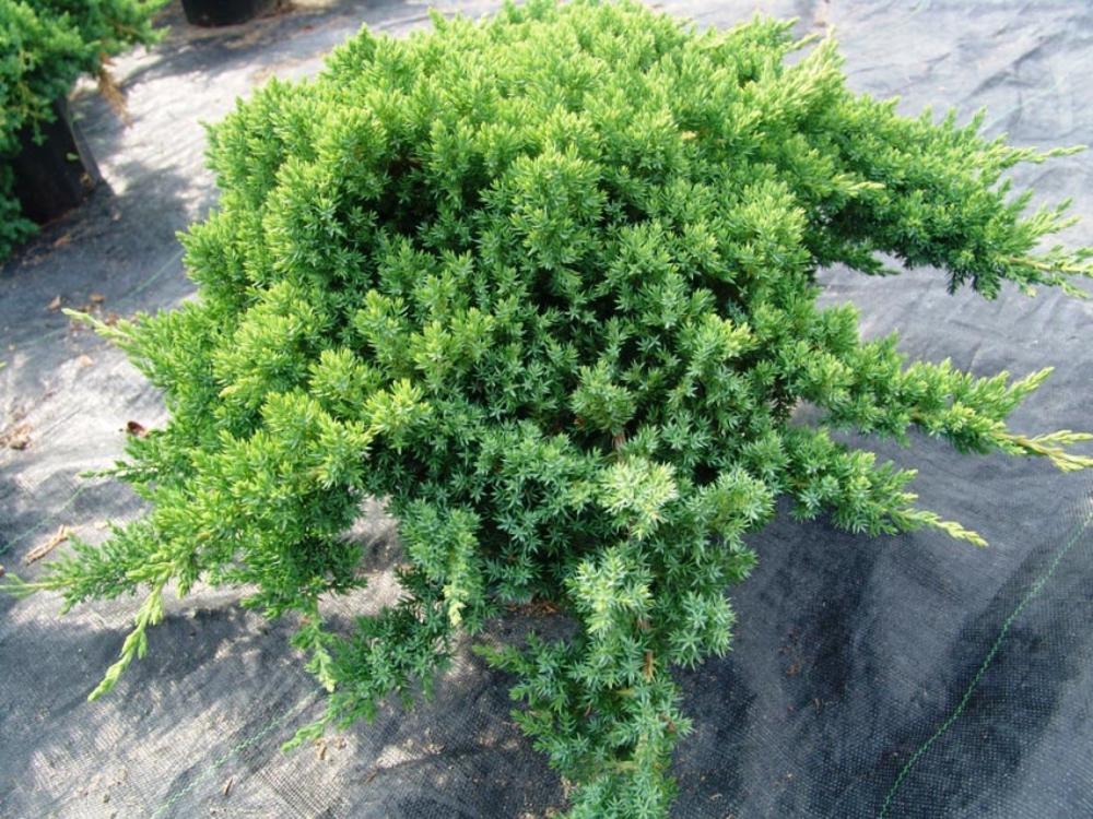 Можжевельник лежачий Нана (Juniperus procumbens 'Nana')