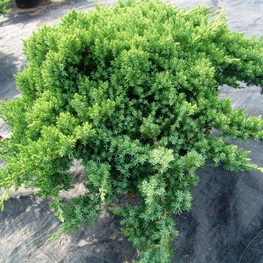 Можжевельник лежачий Нана (Juniperus procumbens 'Nana')