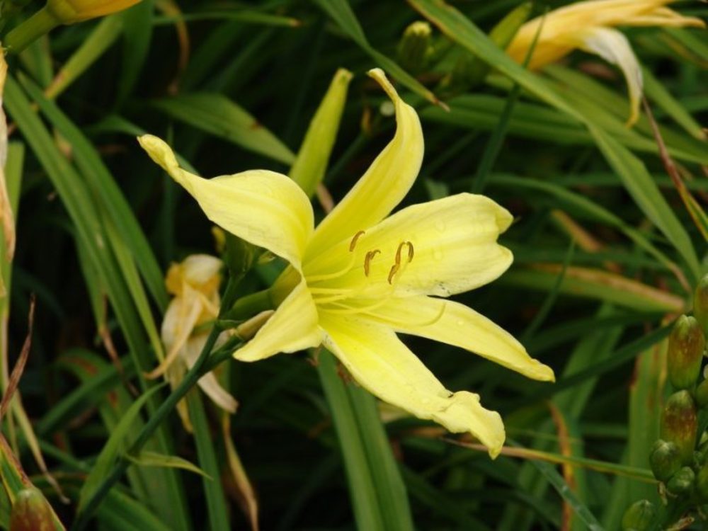 Лилейник лимонно-желтый Цитрина (Hemerocallis citrina 'Citrina')
