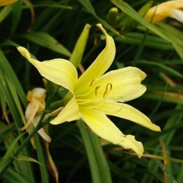 Лилейник лимонно-желтый Цитрина (Hemerocallis citrina 'Citrina')