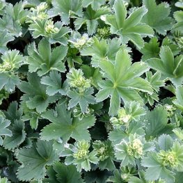 Манжетка красноногая (Alchemilla erythropoda)