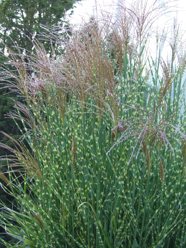 Мискантус китайский Зебринус (Miscanthus sinensis 'Zebrinus')