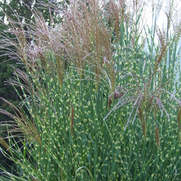 Мискантус китайский Зебринус (Miscanthus sinensis 'Zebrinus')