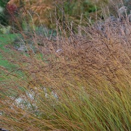 Молиния голубая Эдит Дудсус (Molinia caerulea 'Edith Dudszus')