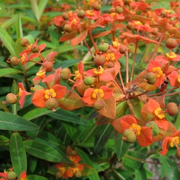 Молочай Гриффита Файерглоу (Euphorbia griffithii 'Fireglow')