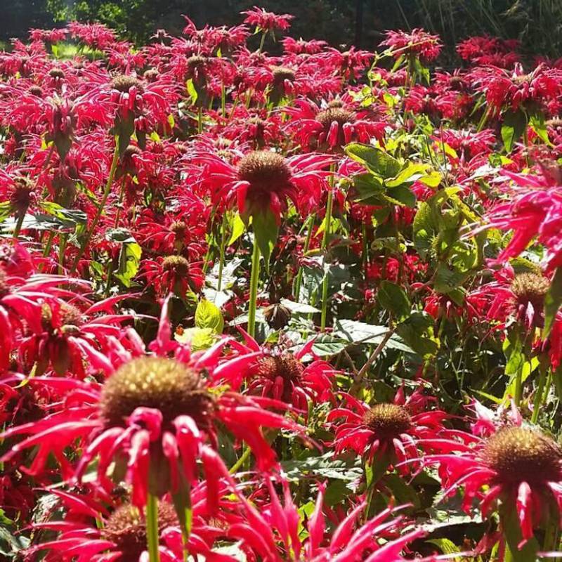 Монарда гибридная Гарденвью Скарлет (Monarda 'Gardenview Scarlet')