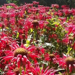 Монарда гибридная Гарденвью Скарлет (Monarda 'Gardenview Scarlet')