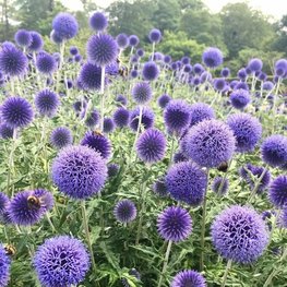 Мордовник обыкновенный (Echinops ritro)