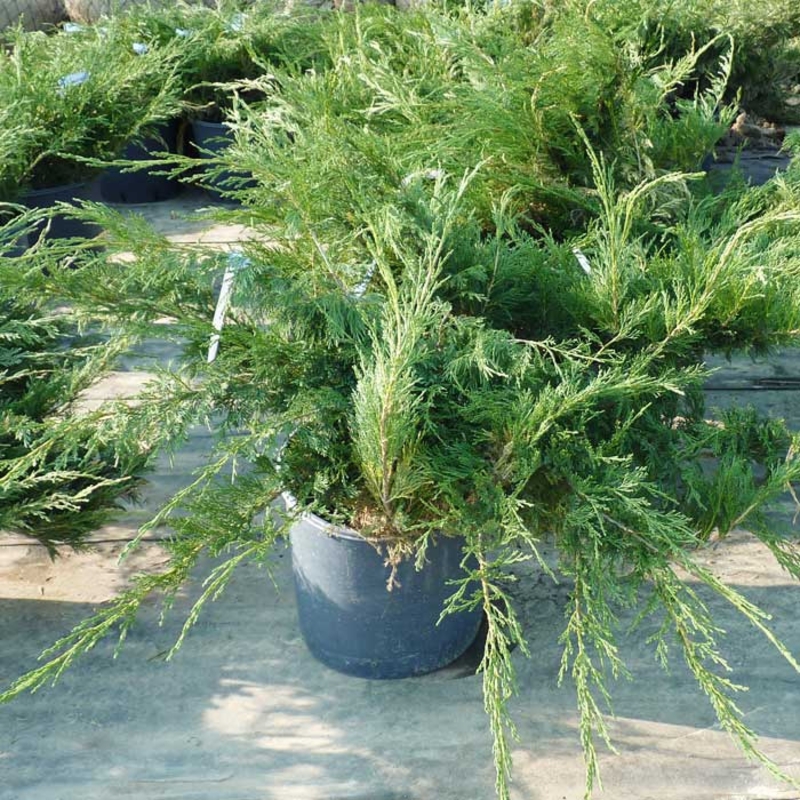 Можжевельник казацкий Тамарисцифолия (Juniperus sabina 'Tamariscifolia')