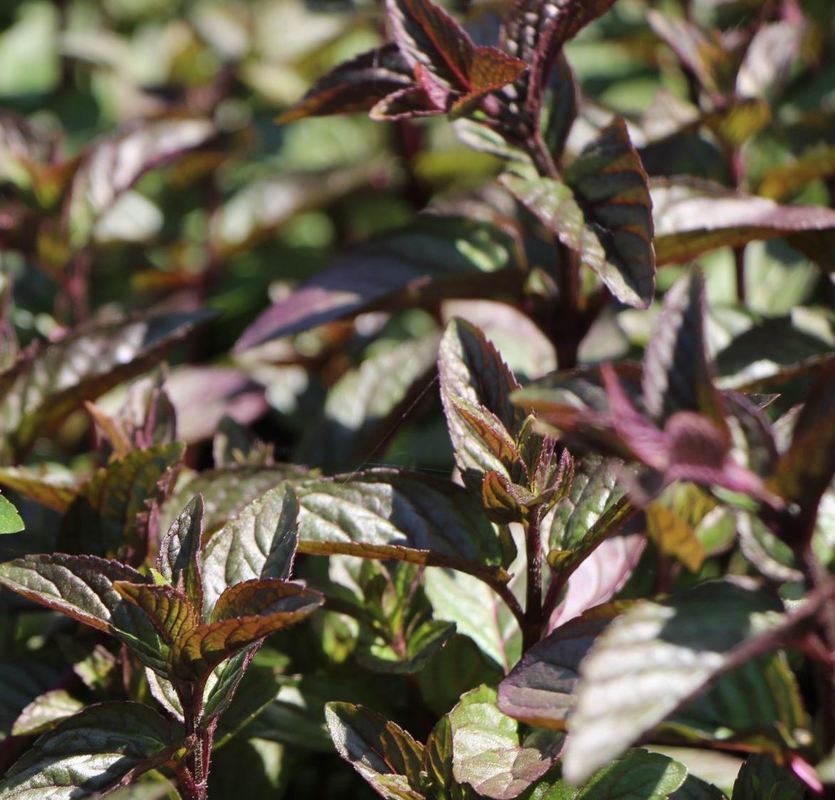 Мята перечная Чоколейт (Mentha x piperita 'Chocolate')