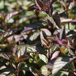 Мята перечная Чоколейт (Mentha x piperita 'Chocolate')