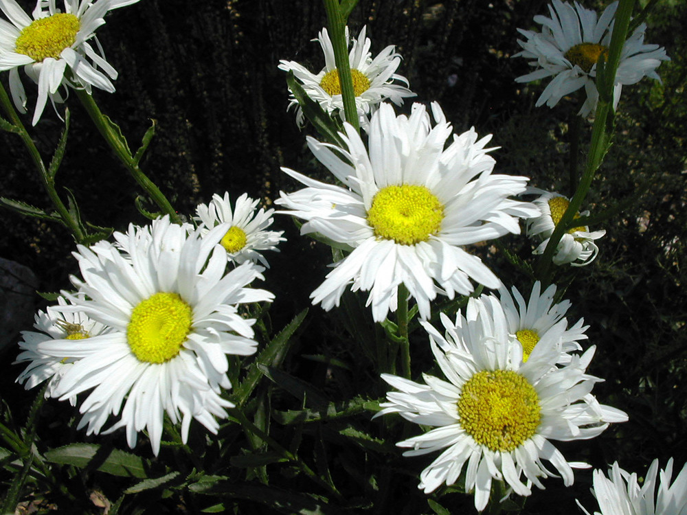 Нивяник наибольший Дейзи Крейзи (Leucanthemum maximum 'Daisy Crazy')