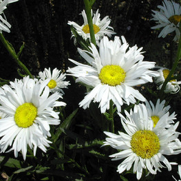 Нивяник наибольший Дейзи Крейзи (Leucanthemum maximum 'Daisy Crazy')