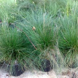 Овсяница аметистовая (Festuca amethystina)