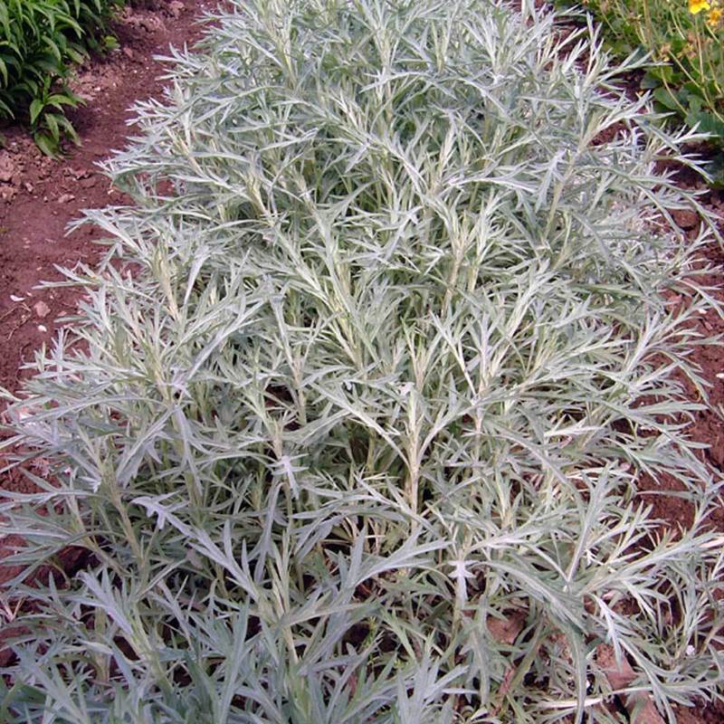 Полынь Людовика Сильвер Куин (Artemisia ludoviciana 'Silver Queen')