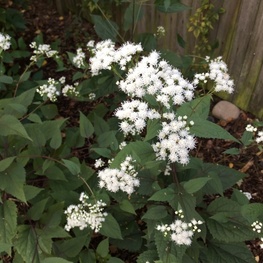 Посконник морщинистый (Eupatorium rugosum)