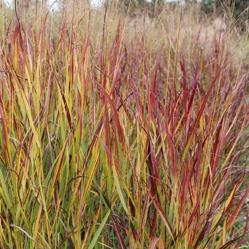 Просо прутьевидное Шенандоа (Panicum virgatum 'Shenandoah')