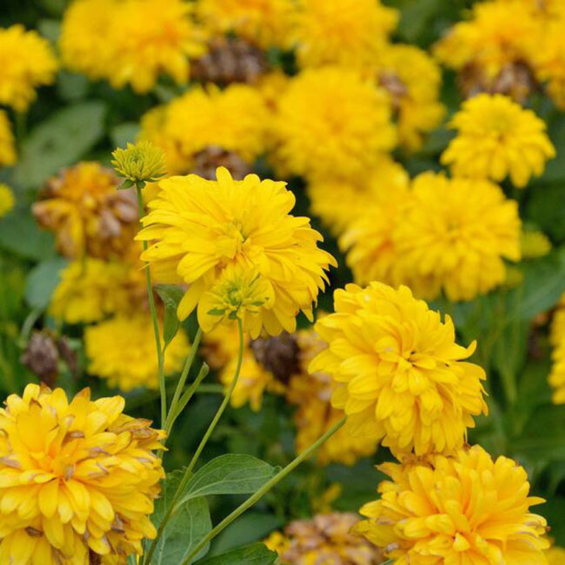 Рудбекия рассеченная Голд Болл (Rudbeckia laciniata 'Gold Ball')