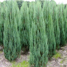Можжевельник скальный Блю Эрроу (Juniperus scopulorum 'Blue Arrow')