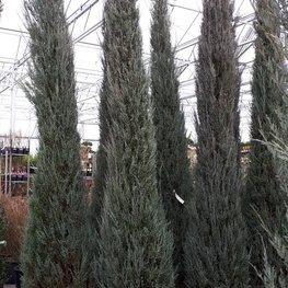 Можжевельник скальный Блю Эрроу (Juniperus scopulorum 'Blue Arrow')