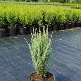 Можжевельник скальный Блю Эрроу (Juniperus scopulorum 'Blue Arrow')
