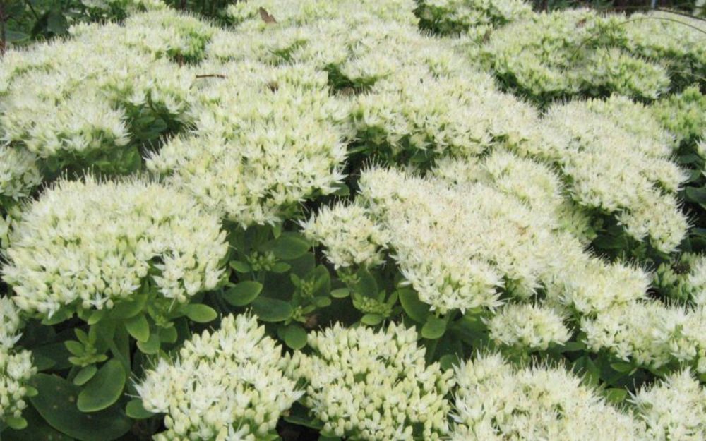 Очиток видный Айсберг (Sedum spectabile 'Ice Berg')