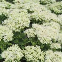 Очиток видный Айсберг (Sedum spectabile 'Ice Berg')