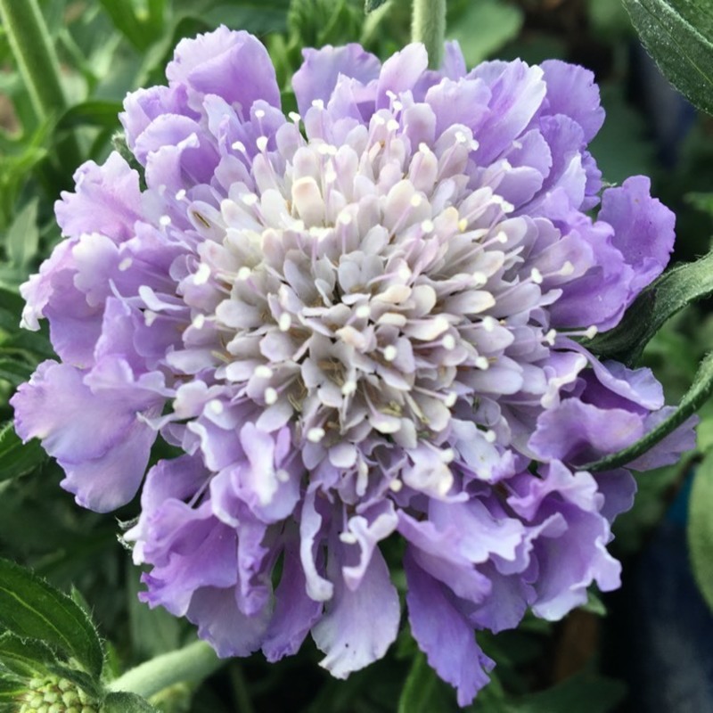 Скабиоза голубиная Марипоса Блю (Scabiosa columbaria 'Mariposa Blue')
