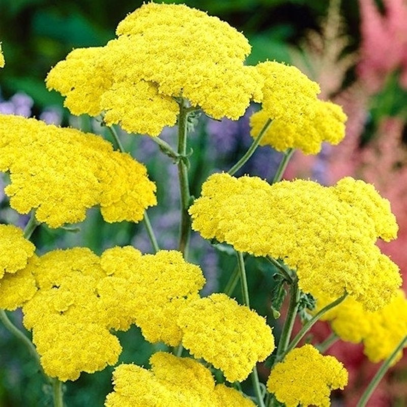Тысячелистник гибридный Муншайн (Achillea 'Moonshine')