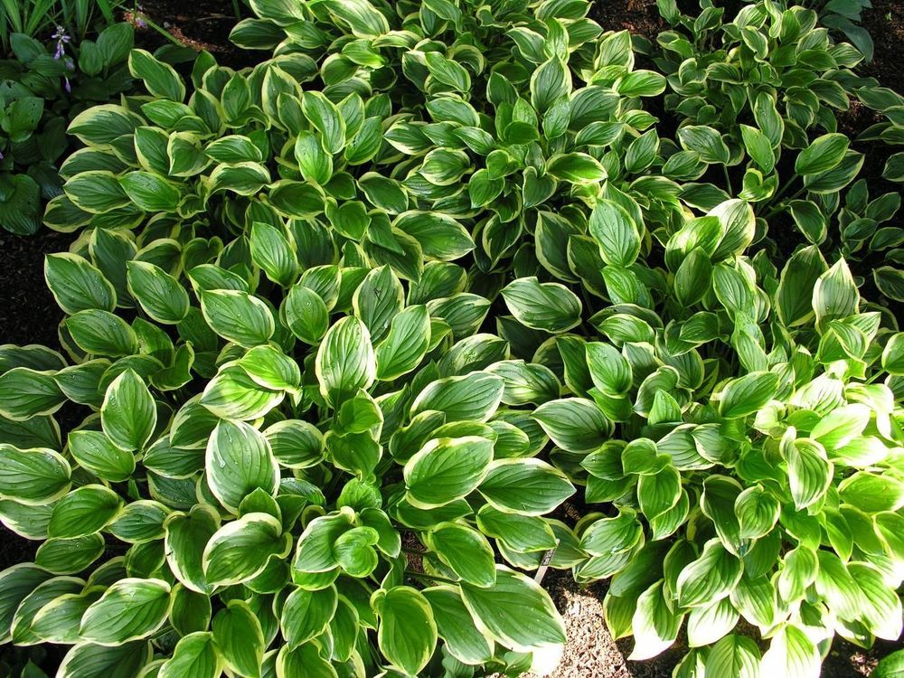 Хоста Со Свит (Hosta 'So Sweet')