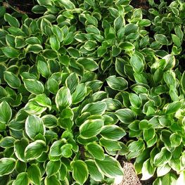 Хоста Со Свит (Hosta 'So Sweet')