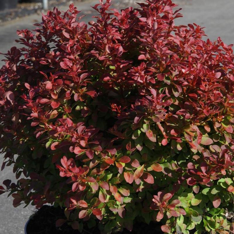 Барбарис Тунберга Ред Компакт (Berberis thunbergii 'Red Compact')