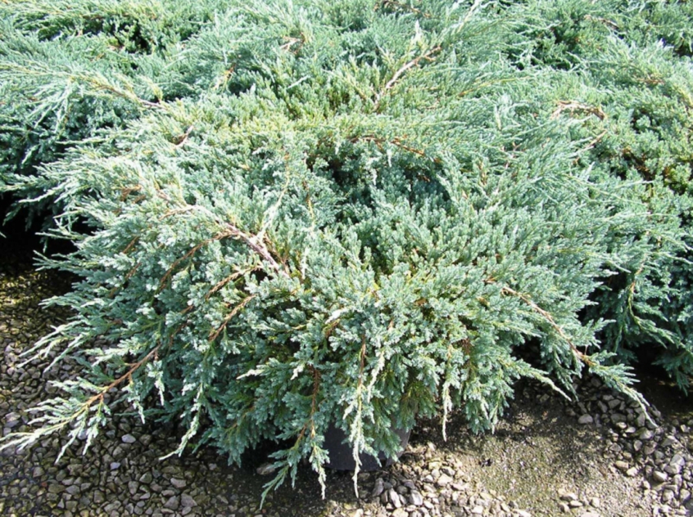 Можжевельник чешуйчатый Блю Карпет (Juniperus squamata 'Blue Carpet')