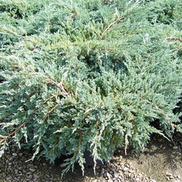 Можжевельник чешуйчатый Блю Карпет (Juniperus squamata 'Blue Carpet')