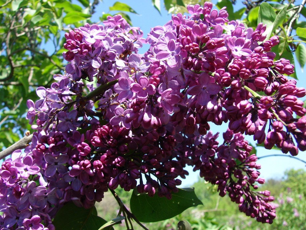Сирень обыкновенная Рум фон Хорстенштайн (Syringa vulgaris 'Ruhm von Horstenstein')