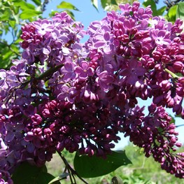 Сирень обыкновенная Рум фон Хорстенштайн (Syringa vulgaris 'Ruhm von Horstenstein')